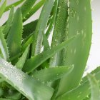 Aloe vera planta com gotas de água — Fotografia de Stock