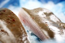 Frischer Schollenfisch — Stockfoto