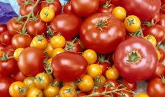 Various varieties of tomatoes — Stock Photo