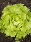 Salat wächst im Garten — Stockfoto