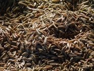 Семена тмина в куче — стоковое фото
