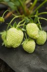 Unripe green strawberries — Stock Photo