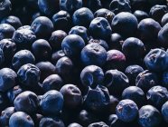 Fresh Juniper berries — Stock Photo