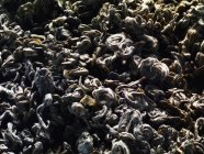 Dried green tea leaves — Stock Photo