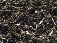 Сушеные чёрные чайные листья — стоковое фото
