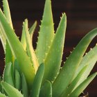Aloe vera plante en pot — Photo de stock