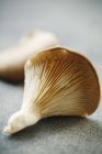 Cogumelo ostra no guardanapo — Fotografia de Stock
