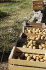 Batatas recém-colhidas em caixas em uma horta — Fotografia de Stock