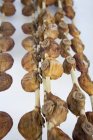 Closeup view of dried Japanese persimmons on sticks — Stock Photo