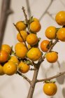 Fresh Persimmons on branch — Stock Photo
