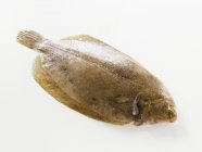 Fresh lemon sole fish — Stock Photo
