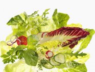 Різні інгредієнти салату на білій поверхні — стокове фото