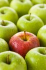 Red apple among green apples — Stock Photo