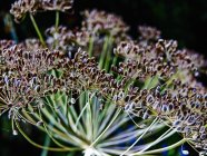 Vista ravvicinata di semi di cumino su un ombelico — Foto stock