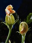 Plantas de calabacín con flores sobre fondo oscuro - foto de stock