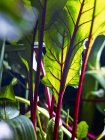 Beetroot leaves in a field outdoors during daytime — Stock Photo