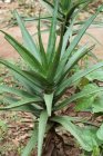 Aloe vera poussant dans le champ — Photo de stock