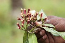 Primo piano vista di una mano che tiene fiori di chiodi di garofano — Foto stock