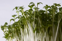 Crescione fresco su bianco — Foto stock