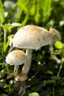 Крупный план дневного просмотра сырых грибов на открытом воздухе — стоковое фото