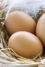 Коричневі яйця в гніздо — стокове фото
