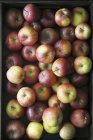 Ripe red apples — Stock Photo