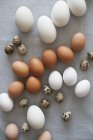 Various kinds of eggs — Stock Photo