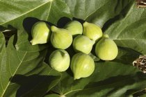 Green figs on fig leaves — Stock Photo