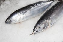 Two whole raw tuna — Stock Photo