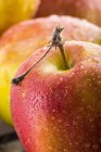 Щойно промивають яблука — стокове фото