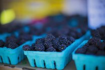 Blackberries in blue punnets — Stock Photo