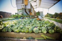 Freshly harvested sprouts — Stock Photo