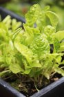 Салат растет в подносе для рассады — стоковое фото