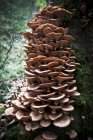 Cogumelos crescendo em um toco de árvore em uma floresta — Fotografia de Stock