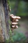 Vista close-up de cogumelos crescendo em um toco de árvore — Fotografia de Stock