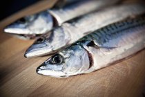 Freshly caught mackerels — Stock Photo