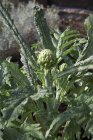 Зеленые растения Artichoke — стоковое фото
