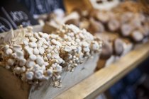 Cassa di funghi shimeji — Foto stock