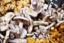 Свіжі гриби на фермерському ринку — стокове фото