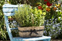 Vista diurna de una cesta de hierbas en una silla de jardín - foto de stock
