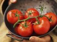 Tamiz de tomates de vid - foto de stock