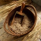 Farro in basket with a scoop — Stock Photo