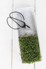 Crescione fresco con forbici — Foto stock