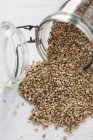 Buckwheat falling out of overturned storage jar — Stock Photo