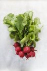 Bouquet de radis frais — Photo de stock