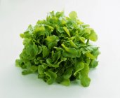Frischer grüner Eichenblattsalat — Stockfoto