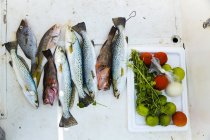 Frischer Fisch und Zutaten für Ceviche — Stockfoto