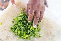 Hands cutting coriander — Stock Photo