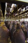 Secagem de pedaços de carne pendurados em fileiras — Fotografia de Stock