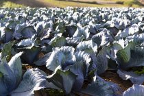 Red cabbages growing in field — Stock Photo
